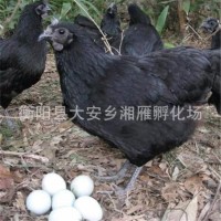 廠家出售綠殼蛋雞苗五黑雞苗烏骨雞苗五黑一綠黑羽雞苗高·產(chǎn)蛋苗