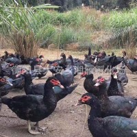 大種黑番鴨洋鴨母苗公苗非洲雁旱鴨苗母黑蛋鴨麻鴨肉鴨苗出殼混苗
