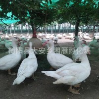 白洋鴨白番鴨廠價(jià)批發(fā)麻鴨苗蛋麻鴨苗水鴨苗江南蛋鴨苗及活體鴨苗