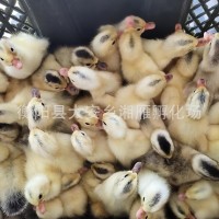 批發(fā)小黃鴨苗公苗綠殼蛋鴨苗金錠高產(chǎn)蛋鴨苗批發(fā)江南一號(hào)青殼四號(hào)