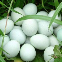 雞蛋新鮮綠皮土雞蛋40枚農家散養(yǎng)谷物正宗草雞蛋柴雞蛋批發(fā)整箱