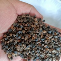 釀酒專(zhuān)用 優(yōu)質(zhì)蕎麥 寵物飼料 大量批發(fā)