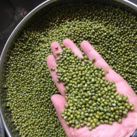 產(chǎn)地直銷 批發(fā)25kg裝 精選緬甸綠豆