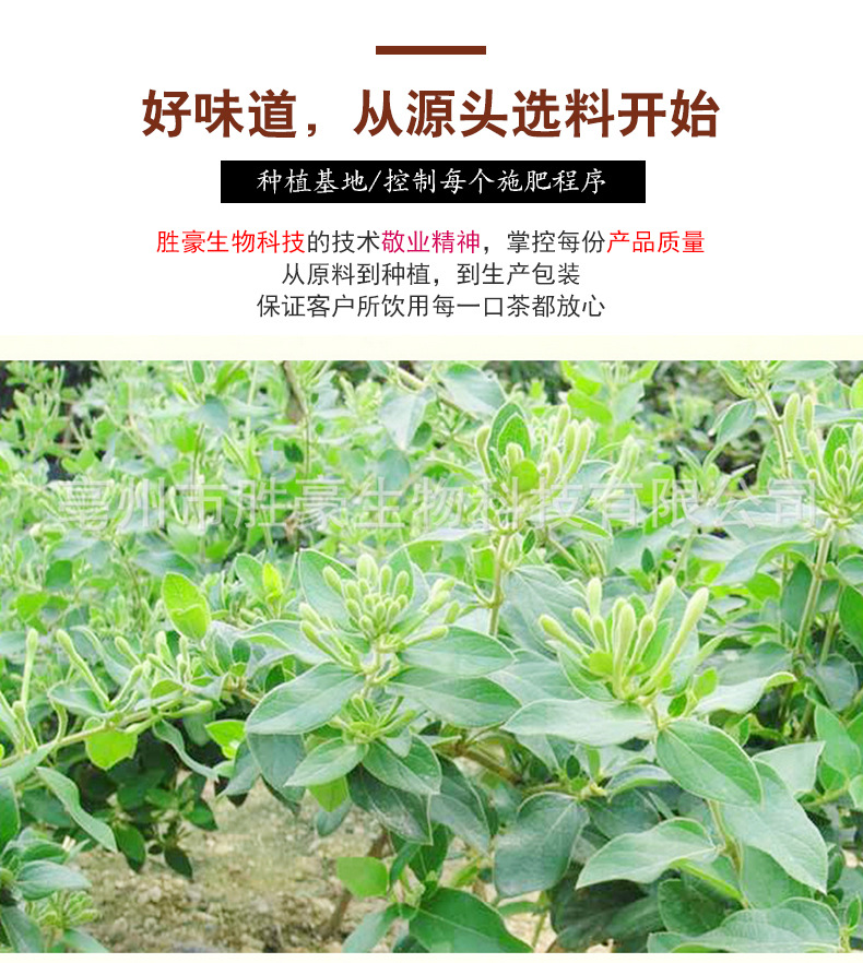 金銀花_14.jpg