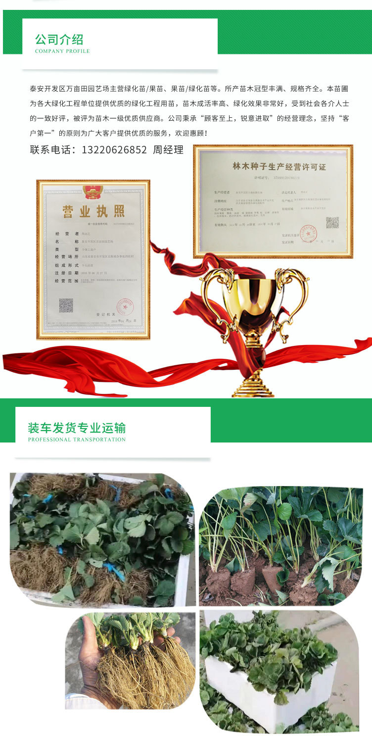 1、草莓_09