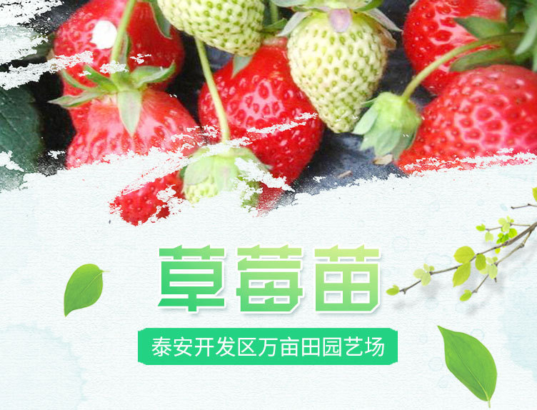 1、草莓_01