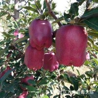 批發(fā)美國蛇果蘋果樹苗嫁接矮化蘋果樹2公分3公分大規(guī)格蘋果樹苗