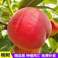 血桃水蜜桃冬桃樹嫁接苗南北方種植特大早熟果苗地栽盆栽當(dāng)年結(jié)果