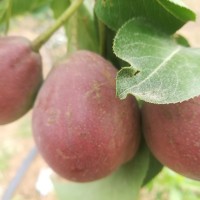 苗圃現(xiàn)貨梨樹苗嫁接好成活盆栽地栽梨樹苗價優(yōu)脆甜多汁黃冠梨樹苗