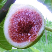 品種多樣無花果苗 金傲芬波姬紅當年結果南北方種植基地批發(fā)供應