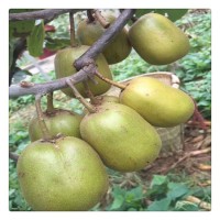 廠家批發(fā)黃心獼猴桃小苗 南北方種植 現(xiàn)摘現(xiàn)賣(mài) 盆栽地栽獼猴桃苗