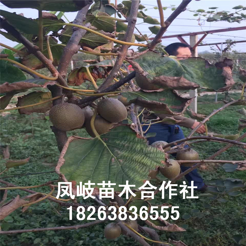 獼猴桃苗