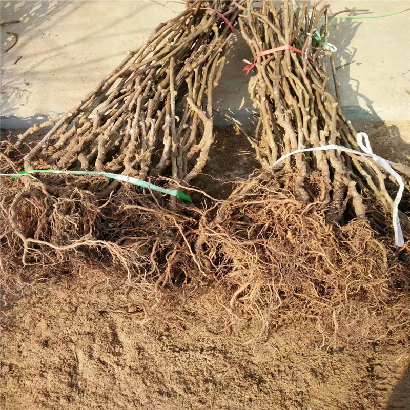 獼猴桃苗