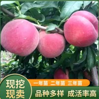 嫁接桃子苗 南北方種植 盆栽地栽當(dāng)年結(jié)果桃苗新品種 突圍早熟苗