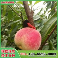 農(nóng)場現(xiàn)挖冬桃苗 晚熟冬桃樹苗 金秋紅蜜 映霜紅 冬雪王桃苗 耐寒