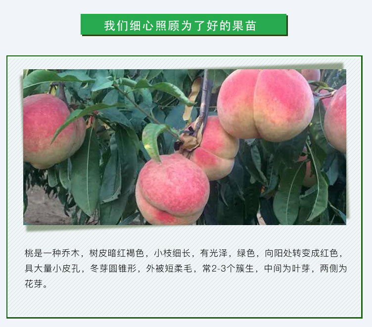 桃-詳情頁_02.jpg