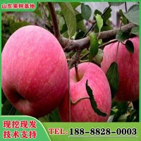 農(nóng)場現(xiàn)挖維納斯蘋果苗根系發(fā)達(dá)眾成三號蘋果苗種植基地水蜜桃蘋果