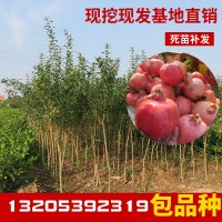 軟籽黑籽石榴 石榴樹苗特大果樹當(dāng)年結(jié)果南方種植 軟籽黑籽石榴