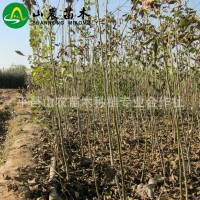 基地供應(yīng) 核桃苗品種 核桃苗批發(fā) 棵棵精挑細(xì)選 現(xiàn)挖現(xiàn)賣(mài)
