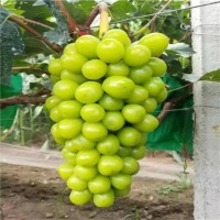 紅提葡萄樹苗 陽(yáng)光玫瑰葡萄苗基地 巨峰無(wú)核夏黑嫁接葡萄苗穴盤苗