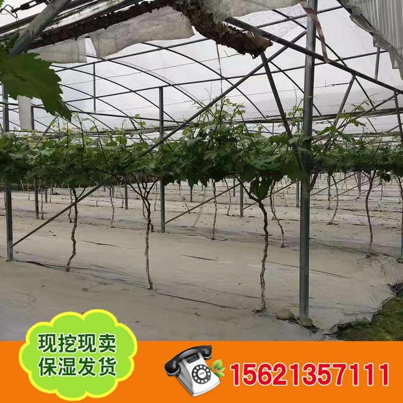 葡萄苗 (12)