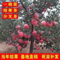 蘋果樹苗盆栽南方北方種植地栽冰糖心小蘋果苗矮化果樹當年結(jié)果