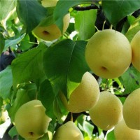 梨樹嫁接苗特大四季南方北方種植盆栽地栽庭院梨樹果樹苗當年結(jié)果