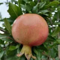 石榴苗批發(fā) 軟籽石榴樹(shù)苗價(jià)格 地栽盆栽石榴小苗 當(dāng)年結(jié)果石榴樹(shù)