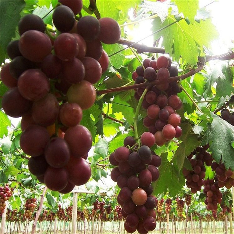 供應(yīng)高產(chǎn)保收美國(guó)紅提葡萄苗 果樹(shù)直銷(xiāo)好成活美國(guó)紅提葡萄苗