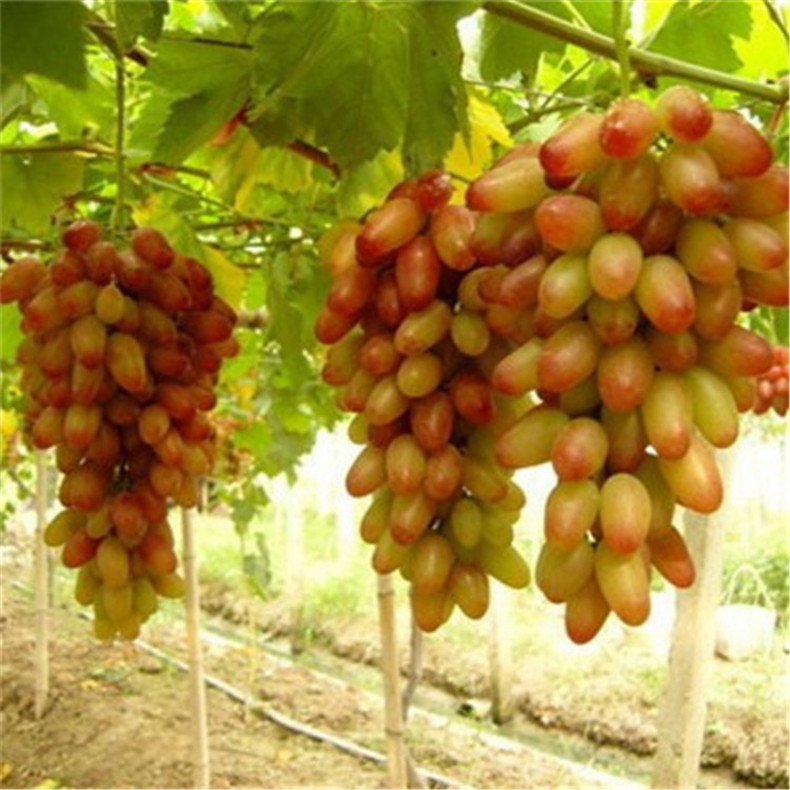 供應(yīng)高產(chǎn)保收美國(guó)紅提葡萄苗 果樹(shù)直銷(xiāo)好成活美國(guó)紅提葡萄苗