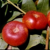 基地出售風味皇后桃樹苗 蟠桃苗批發(fā)價出售 植株健壯 根系發(fā)達