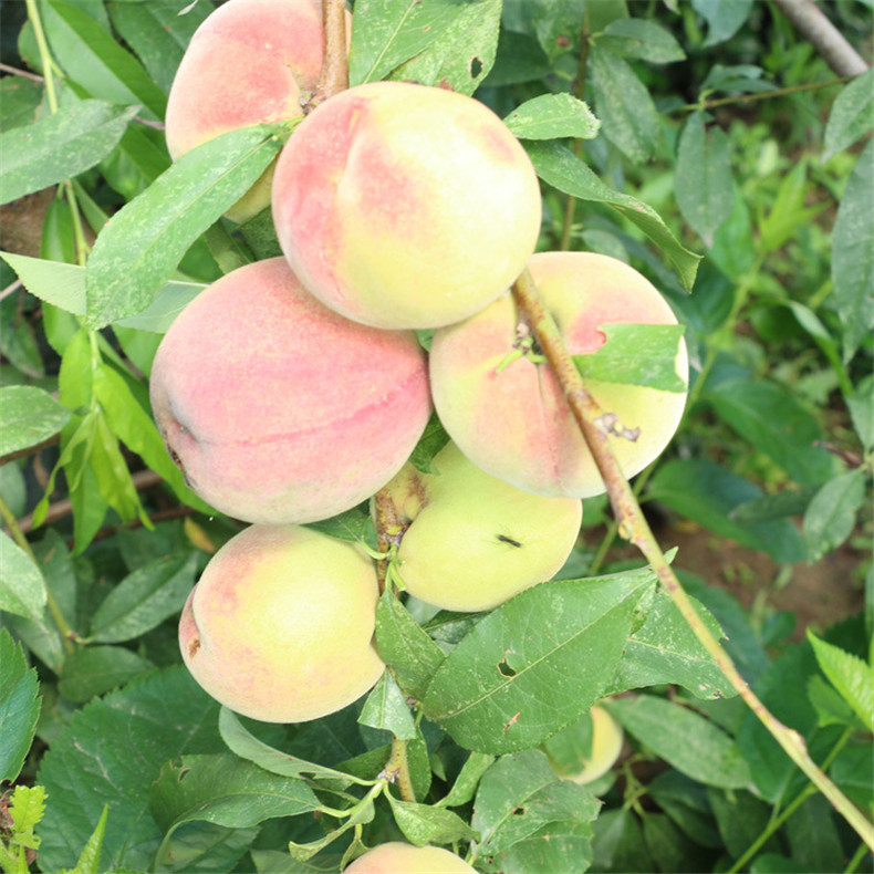 基地出售好成活永蓮蜜桃樹(shù)苗 自家培育的抗旱抗寒映霜紅桃樹(shù)苗