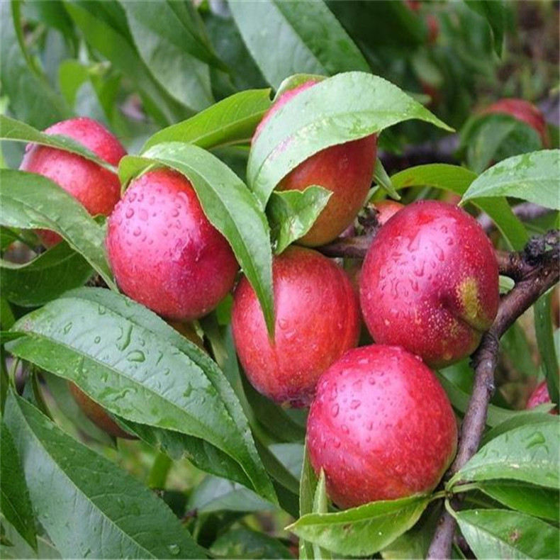 基地出售好成活永蓮蜜桃樹(shù)苗 自家培育的抗旱抗寒映霜紅桃樹(shù)苗