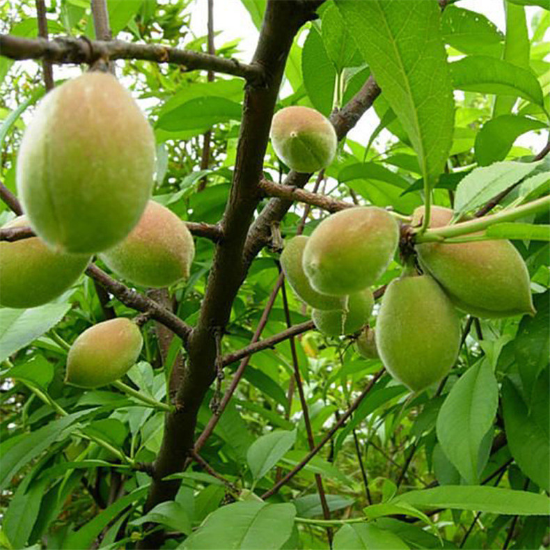 基地出售好成活永蓮蜜桃樹(shù)苗 自家培育的抗旱抗寒映霜紅桃樹(shù)苗
