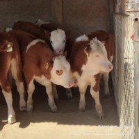 小牛犢子活體西門塔爾牛3-6個月貴州母牛肉牛犢出售云南湖南大型