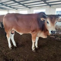 雜交改良肉牛價格優(yōu)惠利木贊牛肉牛小牛犢魯西黃牛養(yǎng)殖場