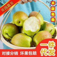 果園直供現(xiàn)摘孕婦水果新鮮應(yīng)季皮薄多汁薄皮梨子一件代發(fā)紅香酥梨
