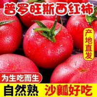 四川攀枝花米易沙瓤蕃茄現(xiàn)摘現(xiàn)發(fā)新鮮生吃爆汁整箱包郵