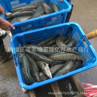 大量供應(yīng)批發(fā)淡水養(yǎng)殖新鮮活水產(chǎn) 烏鱧 黑魚 財(cái)魚 餐飲酒店直供