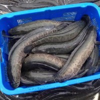 大量長(zhǎng)期供應(yīng)蘇浙魯滬地區(qū) 黑魚(yú) 成魚(yú) 生態(tài)養(yǎng)殖淡水黑魚(yú) 活魚(yú)烏魚(yú)