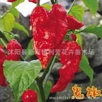蔬菜種子 魔鬼椒種子 鬼椒種子斷魂椒種子辣辣椒種植
