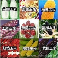 蔬菜種子夏季種 玉米種子 菠蘿/水果/草莓玉米 甜/黑/糯玉米盆栽