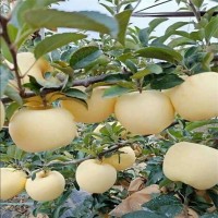 明月蘋果苗現(xiàn)挖現(xiàn)賣保濕郵寄 蘋果苗價格優(yōu)惠 蘋果苗量大從優(yōu)