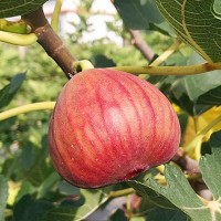 基地批發(fā)無花果苗 波姬紅無花果苗 波姬紅無花果小樹苗 量大優(yōu)惠