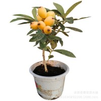 枇杷苗 大五星/白沙枇杷苗 枇杷樹苗果樹苗批發(fā) 當年結(jié)果大苗