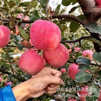 蘋果苗樹四季果樹紅富士地栽嫁接 南北方種植盆栽蘋果樹苗圃 量大