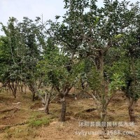 苗圃柿子樹 日本甜柿樹柿子樹嫁接柿子樹規(guī)格齊全成活率高
