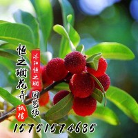 楊梅苗果樹南方地栽北方種植楊梅樹樹苗當年結(jié)果