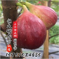 基地直發(fā)無花果樹苗南方北方種植波姬紅無花果苗規(guī)格齊全當年掛果