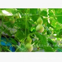 直銷空心菜種子 小葫蘆種子 西葫蘆種子 大葫蘆種子 品質(zhì)保證